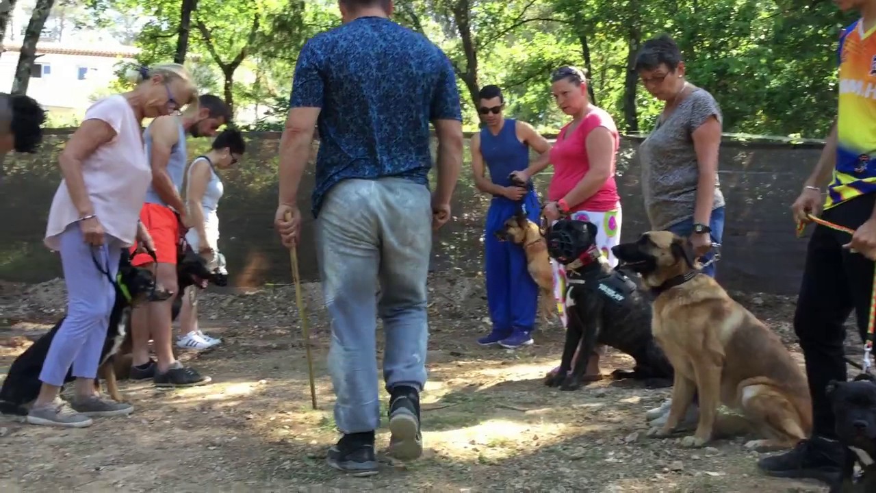 MISE EN SITUATIO STRESS CHIEN/ERIC TRAMSON/EDUCATEUR CANIN - YouTube