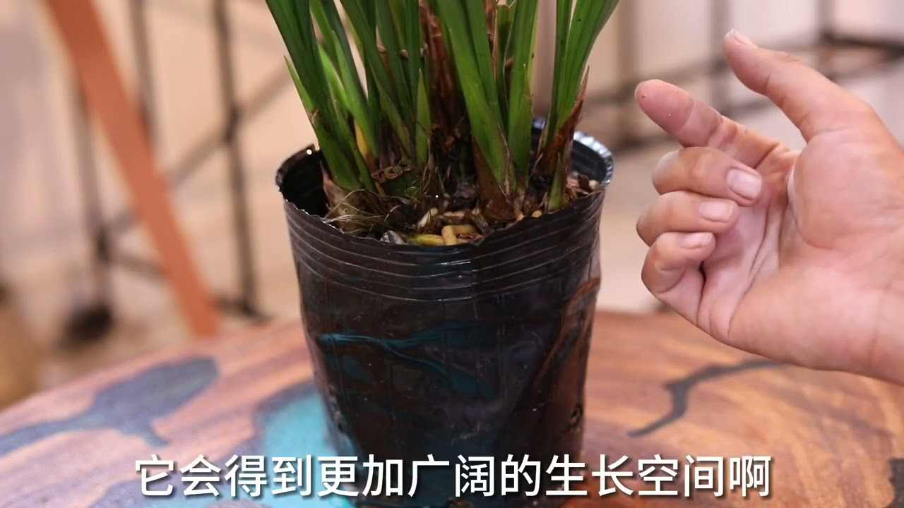 兰花怎么养？园艺师教你，兰花的详细养护技巧