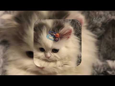 علي من أول كلمة مسرعة ل ـ أحمد الفتلاوي Speed Up نون