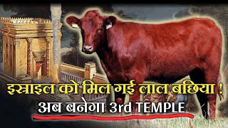 2022 Red Heifer Found In Israel Third Jewish Temple Is Coming Preach The Word Deepak