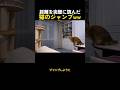 距離を完璧に読んだ猫のジャンプww
