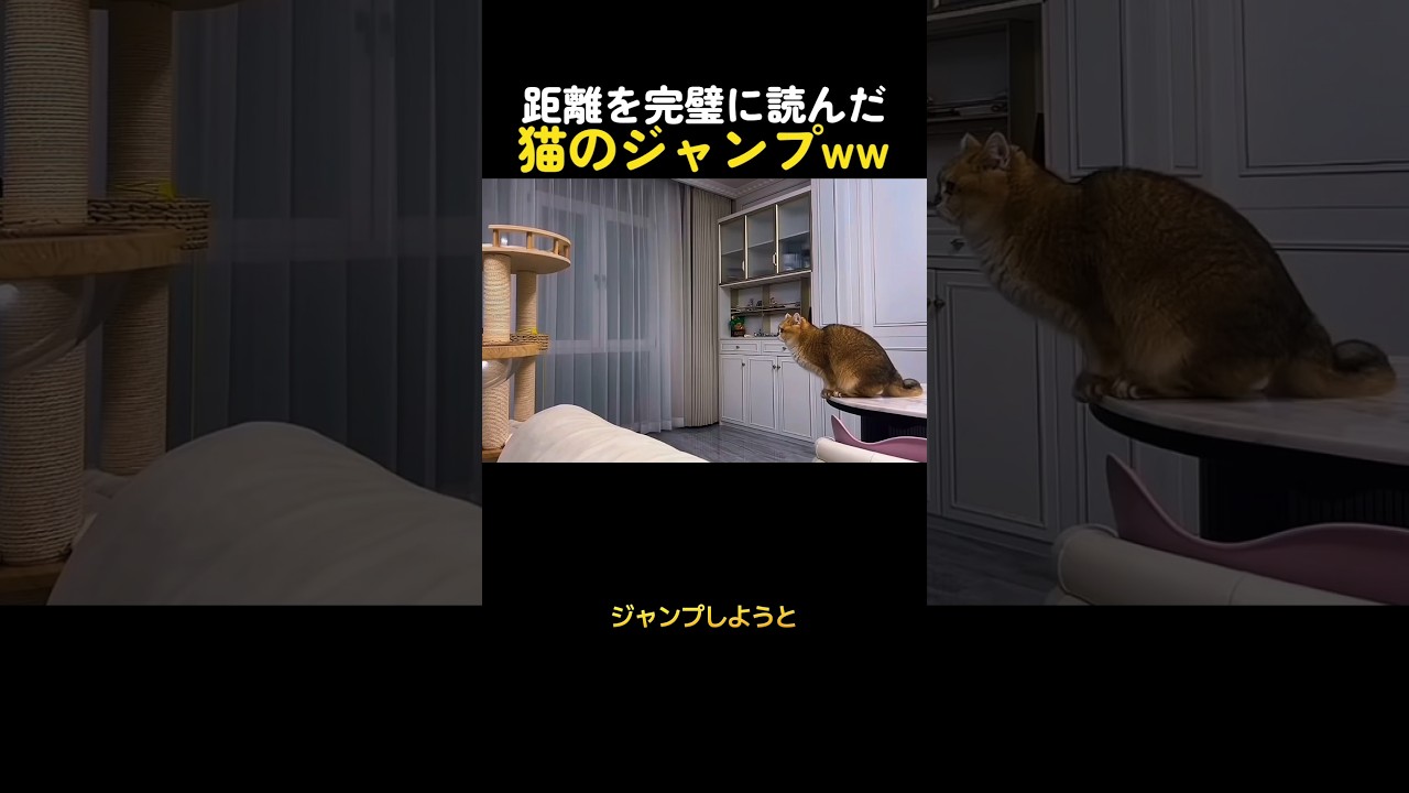 距離を完璧に読んだ猫のジャンプww