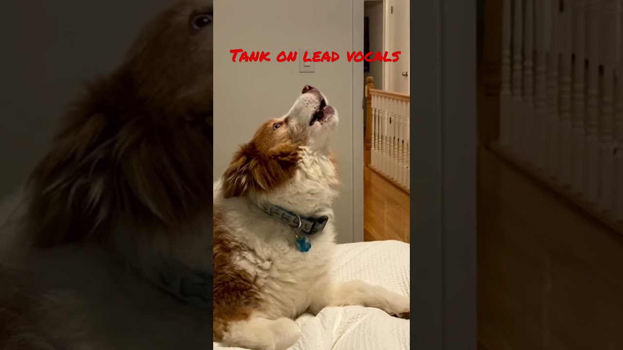 Tank the Aussie on Lead Vocals 