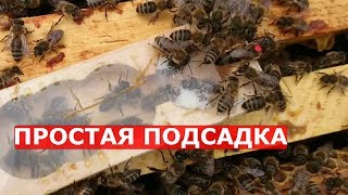 как легко подсадить матку в пересылочной клеточке вместе со свитой/пчеловодство для начинающих