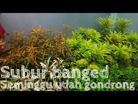 #179-ducthstyle-koo-begini??triming-pertama-di-aquascapeku-tema-ducthstyle
