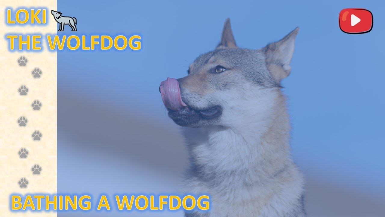 GIVING MY WOLFDOG PUPPY A BATH - YouTube