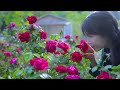 The life of roses.玫瑰花的一生。| 玫瑰花是个好东西可以赏、可以吃、还可以送给爱的人丨Liziqi Channel