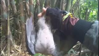 head shot burung kadanca
