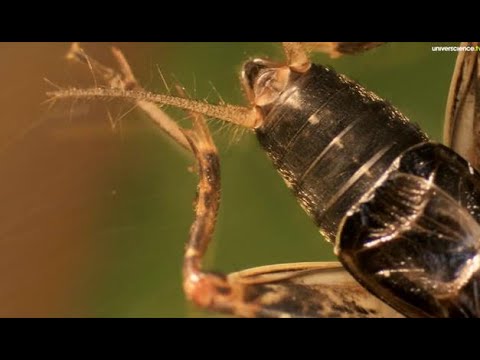 Vidéo: Qui est un grillon de rivière ?