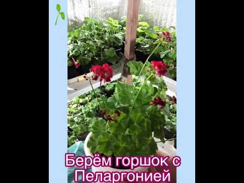 Весенняя Обрезка Пеларгонии(Герани)