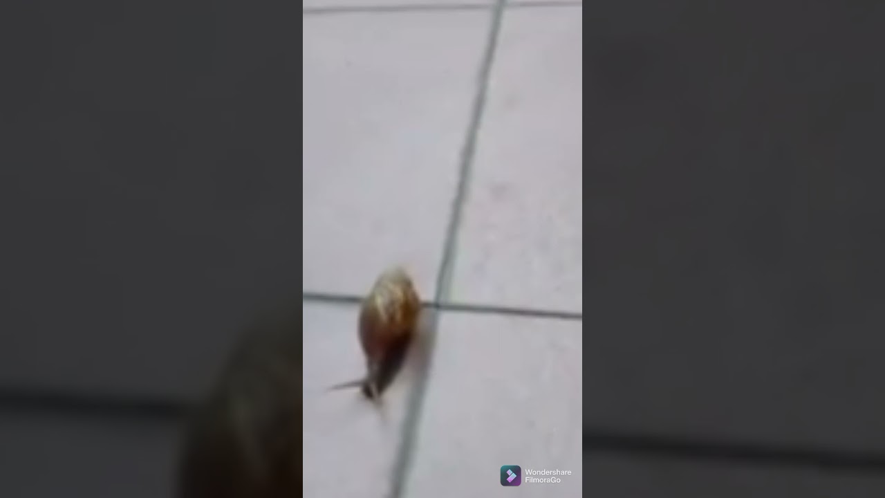 Crush snail 