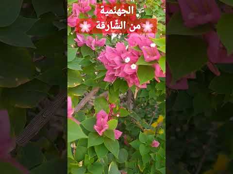 نبات المجنونة الجهنمية من الشارقة الإمارات     