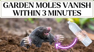 Full Garden moles vanish within 3 minutes using the most efficient natural remedy available! Guide