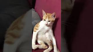 I am so Sleepy Homan ​😴​ #shorts #funny #kitten