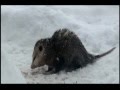 Opossum eating during blizzard