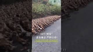 'Duck Troops' Deployed to Deal With Locusts in China