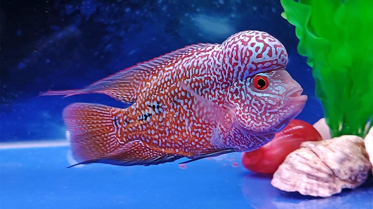 beautiful-flowerhorn-fish-tank-type-flowerhorn-the-best-youtube