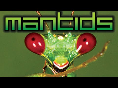 Mantids - An Ecological Overview Of Mantodea