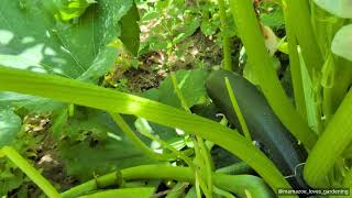 Oops… zucchini picking adventure! This one is huge, slippery, and clearly trying to escape. 🌿😂
