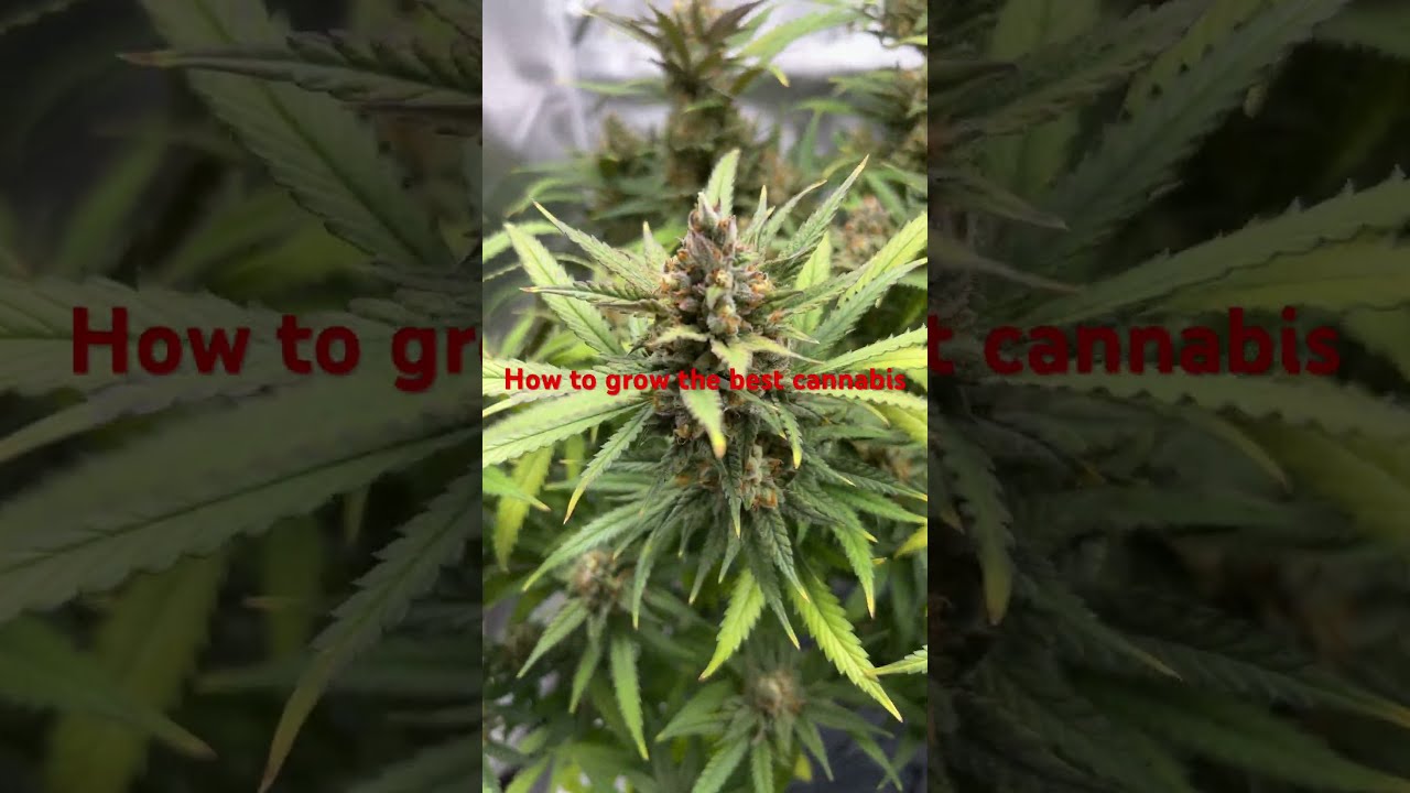 How to grow the best cannabis plants￼. MarsHydro Tsl 2000. Week 7 flower #shorts