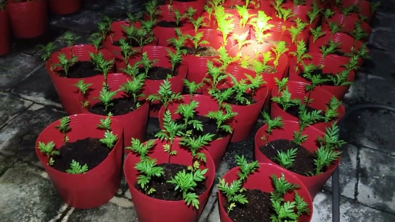 [Hoa tết 2026] Hoa vạn thọ ra chậu được 3 ngày thì như thế nào ?