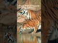 Bengal Tiger Drinking at the River | Raw Power | 4K ULTRA HD