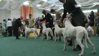 WORLD DOG SHOW  2009  Bratislava  DOGO ARGENTINO