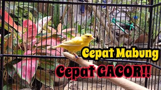Perawatan Kenari Mabung agar cepat SELESAI DAN TUNTAS