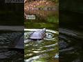 animal ai magic-A photograph of turtle in its natural habitat, showing a serene natural environment