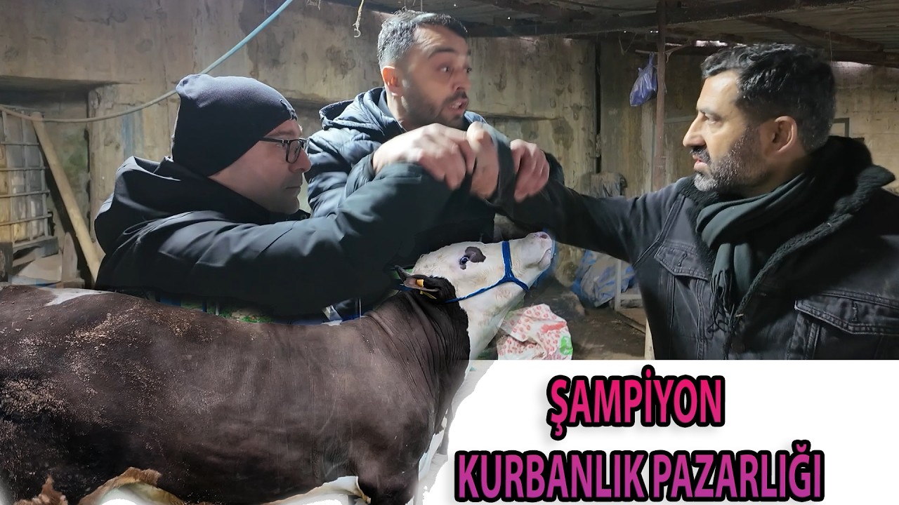 900 KG ŞAMPİYON DANA / BÖYLE KURBANLIK PAZARLIĞI YOK