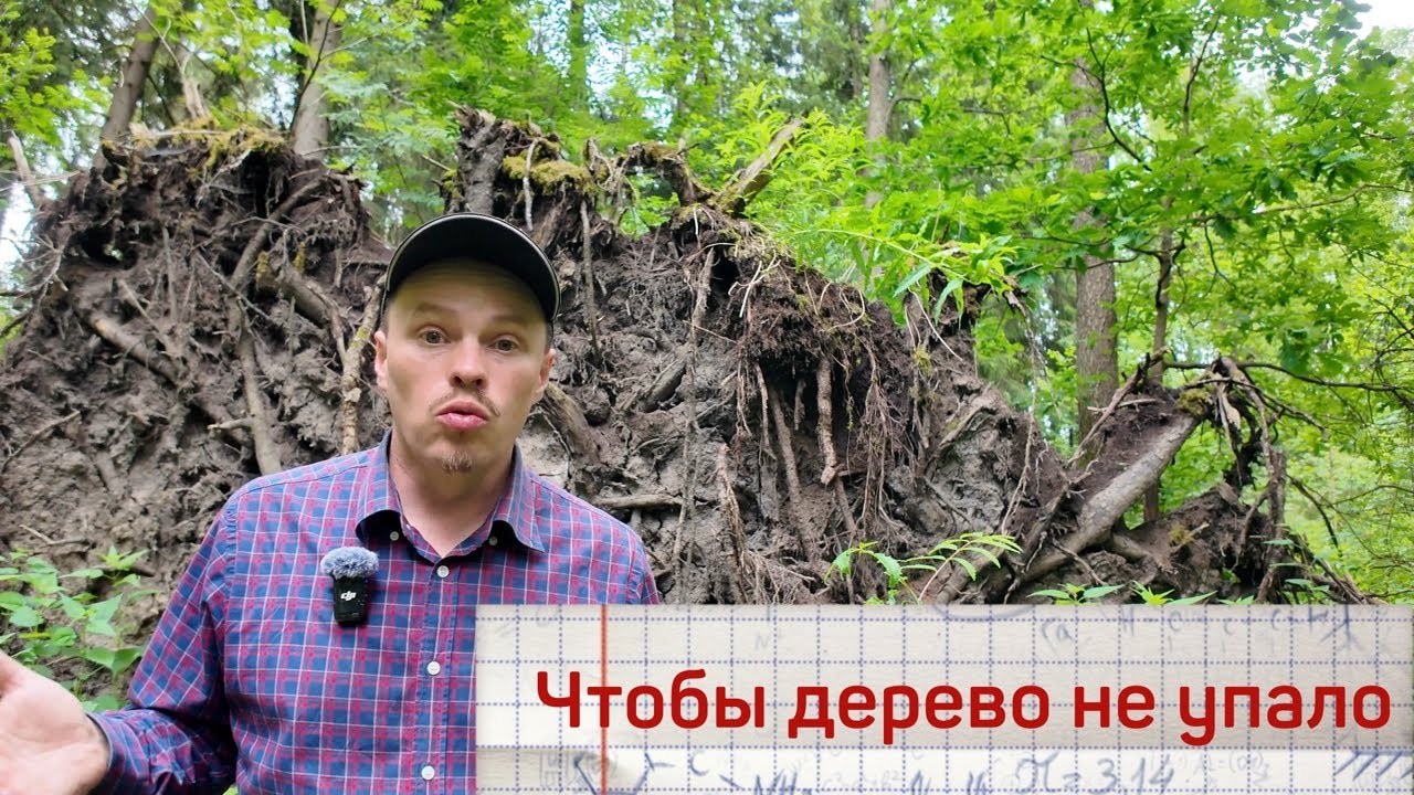 Что делать, чтобы деревья не падали от урагана? - YouTube