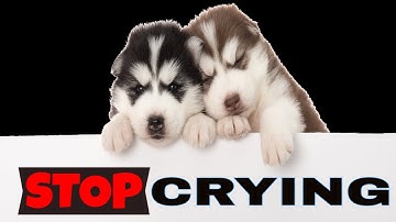 Sound To Stop a Puppy From Crying at Night