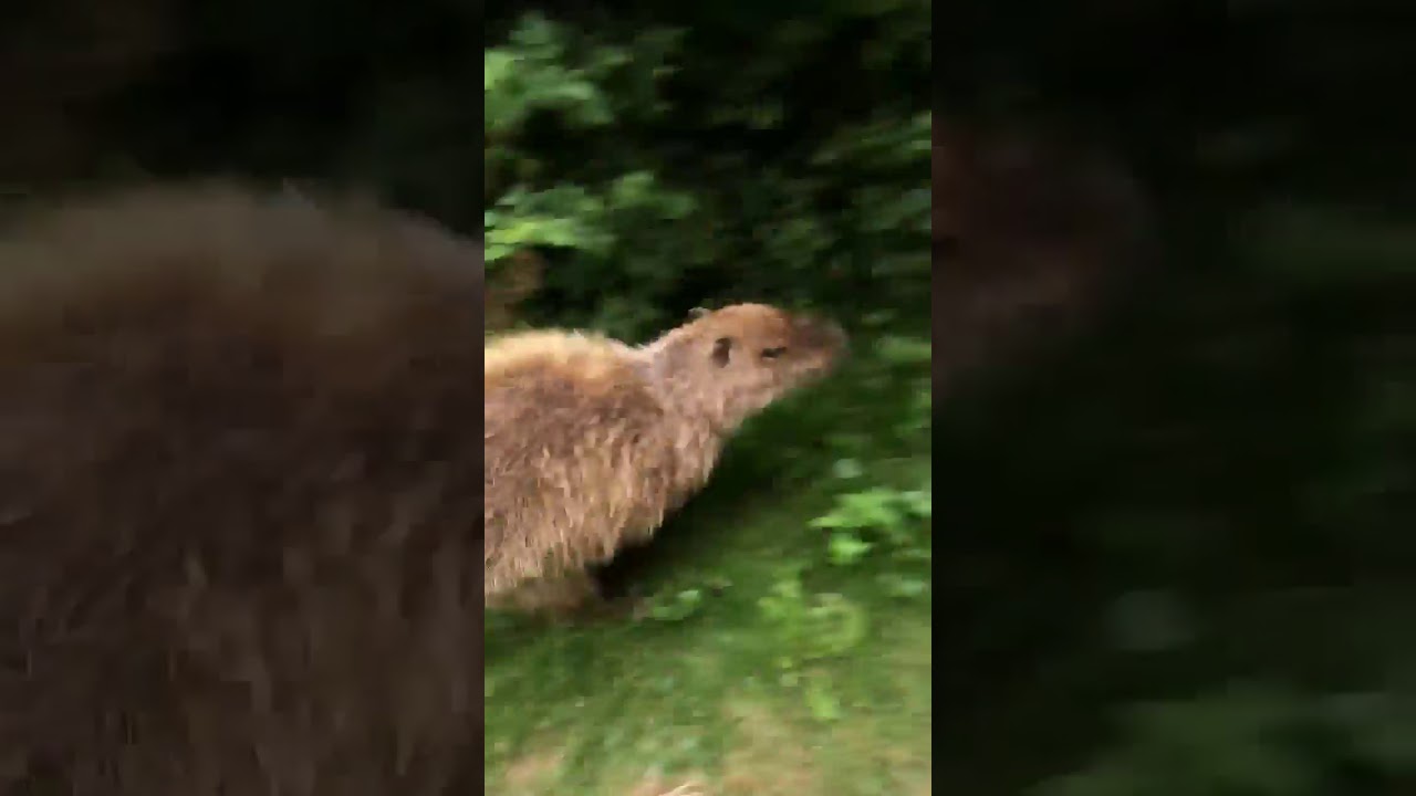 Vidéo Nord Un Capybara Plus Gros Rongeur Du Monde Est