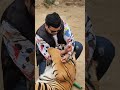 Dangerous bengal tiger wants to bite on my hand  nouman hassan 