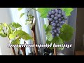 Проращивание черенков винограда - самый простой способ. От А до Я.