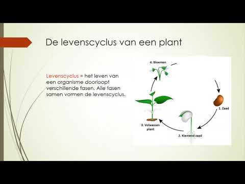 De levenscyclus van een plant