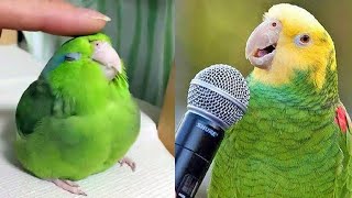 Smart And Funny Parrots Parrot Talking Videos Compilation (2024)  Cute Birds #6