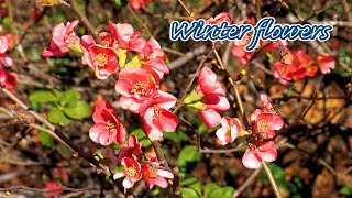 Winter flowers in Tokyo and surrounding areas 東京周辺の冬の花
