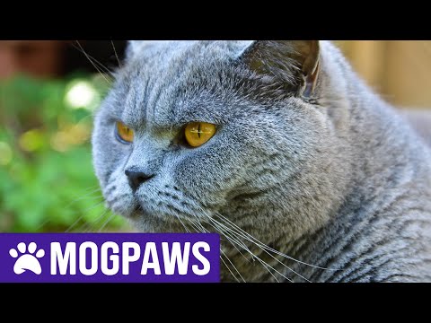 Video: How Long Do British Cats Live?