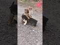 CUTE Puppies Playing 🐶 Funny Puppy Fight Compilation |#viral #dog #animals #puppy #ytshorts