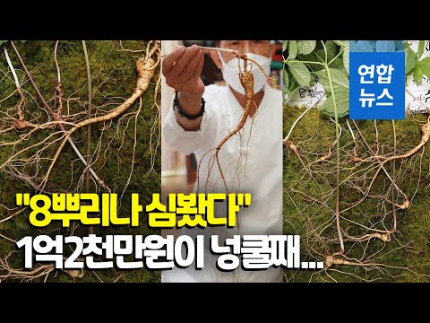 지리산서 100년 넘은 <strong>천종산삼</strong> 발견…감정가 얼마?/ 연합뉴스 (Yonhapnews)