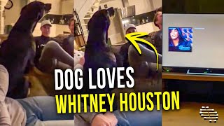 Dog Who Is a Huge Fan of Whitney Houston Howling to Her Song
