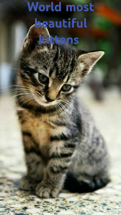 world most  beautiful  kittens