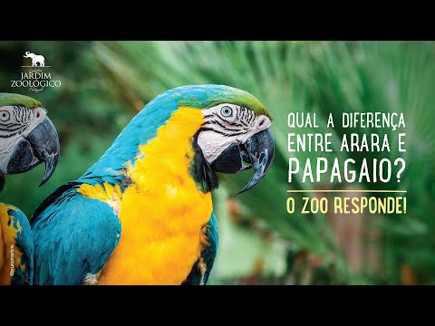 Vídeo: Diferença Entre Araras E Papagaios