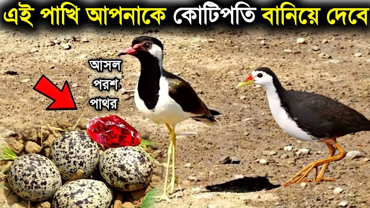 এই পাখি আপনাকে কোটিপতি বানিয়ে দেবে? পরস পাথরের আসল রহস্য কি ? Mystery of Paras stone | bird | rich