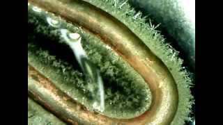 Chemistry: Formation of Silver Cystals