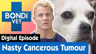 Risky Surgery To Remove An Old Dog's Tumor | E18 | Bondi Vet