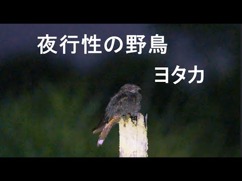 にゃんた F_7QVQ8a8AAVWN4.jpg