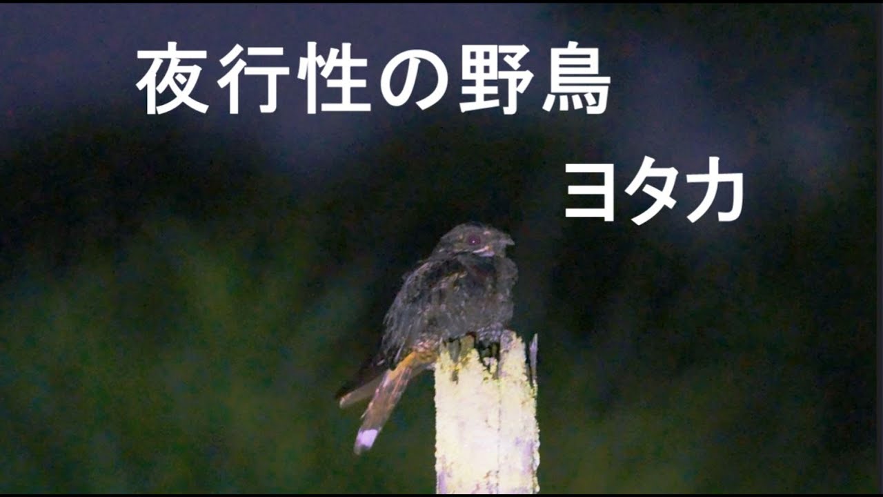 夜行性の野鳥、ヨタカ - YouTube
