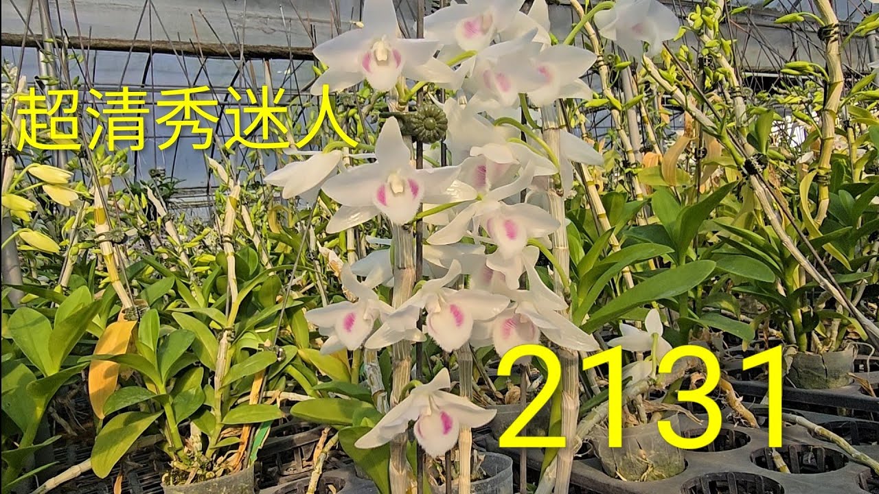 Super charming, with clear and bright skin, DL-2131 - YouTube